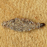 Tinea pellionella larva